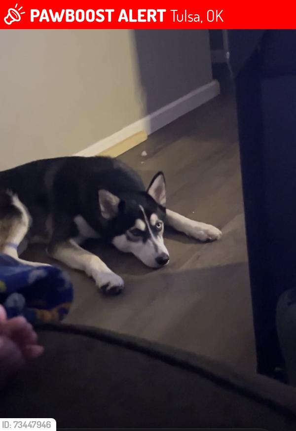 Lost Male Dog last seen Sheridan and Latimer Pl, Tulsa, OK 74115