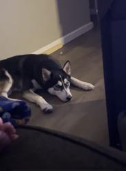 Lost Male Dog last seen Sheridan and Latimer Pl, Tulsa, OK 74115