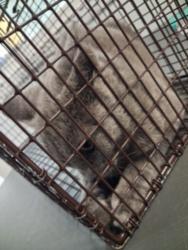 Shelter Stray Female Cat last seen , 1850 W 60th St, Los Angeles, CA 90047, USA