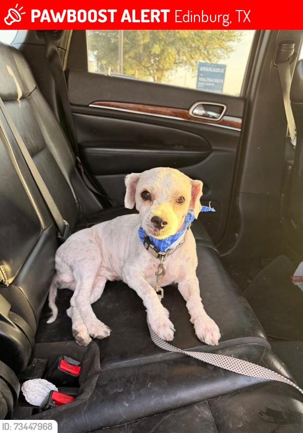 Lost Male Dog last seen Alamo and Tower, Edinburg, TX 78539