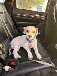 Lost Male Dog last seen Alamo and Tower, Edinburg, TX 78539