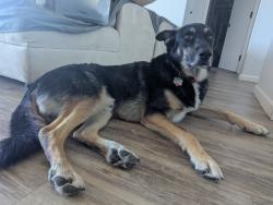 Lost Male Dog last seen Millis Park, Carson City, NV 89701