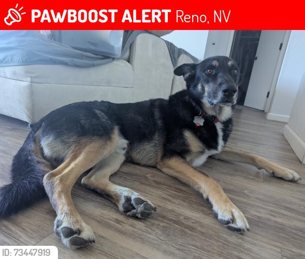 Lost Male Dog last seen Millis Park, Carson City, NV 89701
