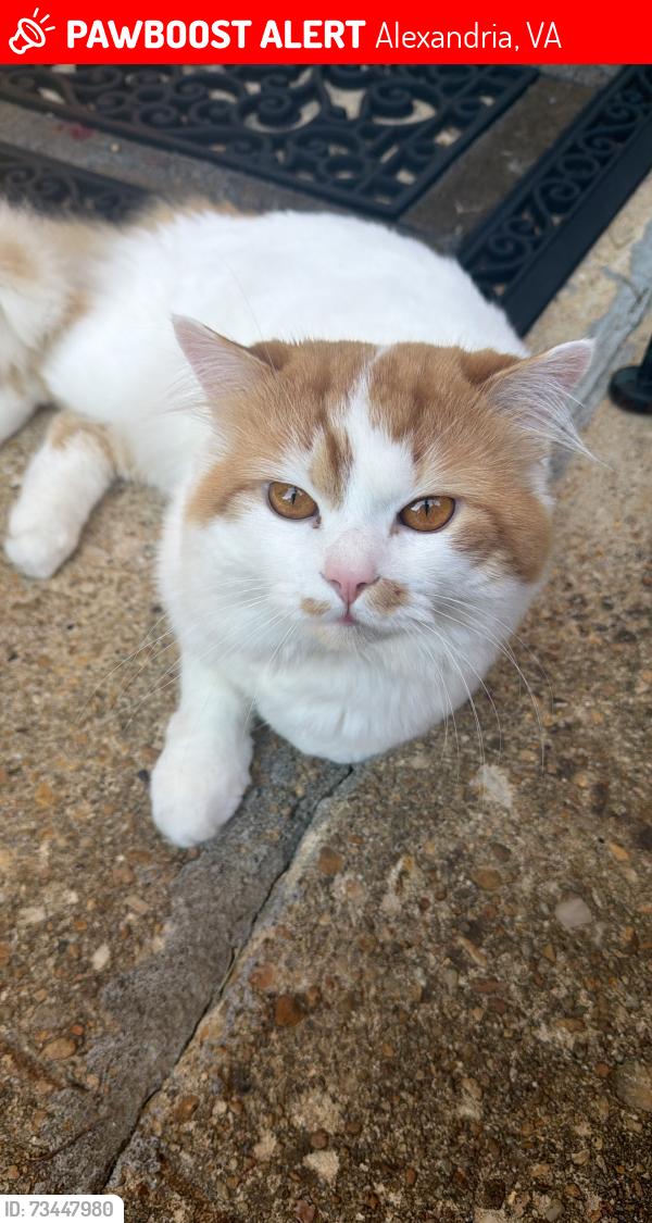 Lost Male Cat last seen Duke st, Alexandria, VA 22304