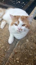 Lost Male Cat last seen Duke st, Alexandria, VA 22304