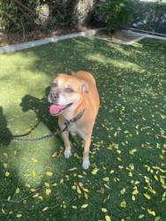 Shelter Stray Female Dog last seen , West Valley Animal Shelter, 20655 Plummer St, Chatsworth, CA 91311, USA