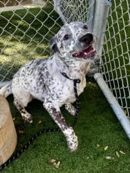 Shelter Stray Male Dog last seen , West Valley Animal Shelter, 20655 Plummer St, Chatsworth, CA 91311, USA