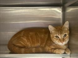 Shelter Stray Female Cat last seen , West Valley Animal Shelter, 20655 Plummer St, Chatsworth, CA 91311, USA