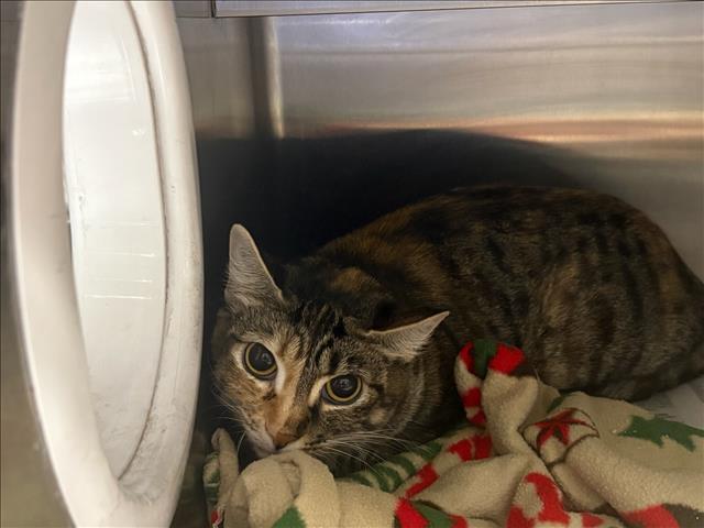 Shelter Stray Female Cat last seen , West Valley Animal Shelter, 20655 Plummer St, Chatsworth, CA 91311, USA