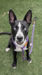 Shelter Stray Male Dog last seen , West Valley Animal Shelter, 20655 Plummer St, Chatsworth, CA 91311, USA