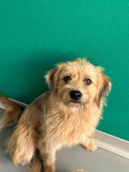 Shelter Stray Male Dog last seen RD 76/ AVE 244, Visalia, CA 93292, USA