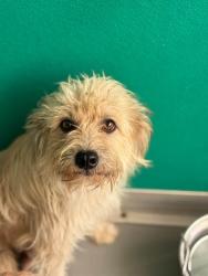 Shelter Stray Female Dog last seen RD 76/ AVE 244, Visalia, CA 93292, USA
