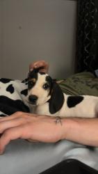 Lost Female Dog last seen Milksick Cove Rd, Candler, NC 28715