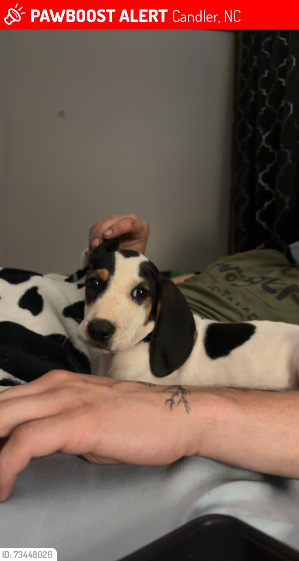 Lost Female Dog last seen Milksick Cove Rd, Candler, NC 28715
