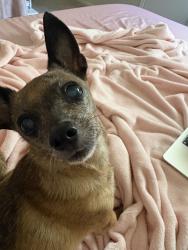 Reunited Male Dog last seen Westlock Dr, Texas 77377, USA, Harris County, TX 77377