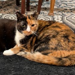Lost Female Cat last seen Near Cohansey St, Roseville, MN 55113