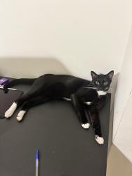 Reunited Male Cat last seen Harvard & Wilshire BLVD, Santa Monica, CA 90404