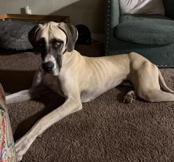 Found/Stray Female Dog last seen Near jackson, Hayward, CA 94544