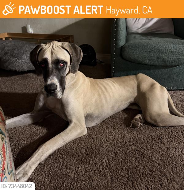 Found/Stray Female Dog last seen Near jackson, Hayward, CA 94544
