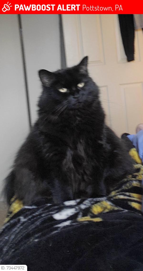 Lost Female Cat last seen Housing development, Pottstown, PA 19464