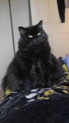 Lost Female Cat last seen Housing development, Pottstown, PA 19464