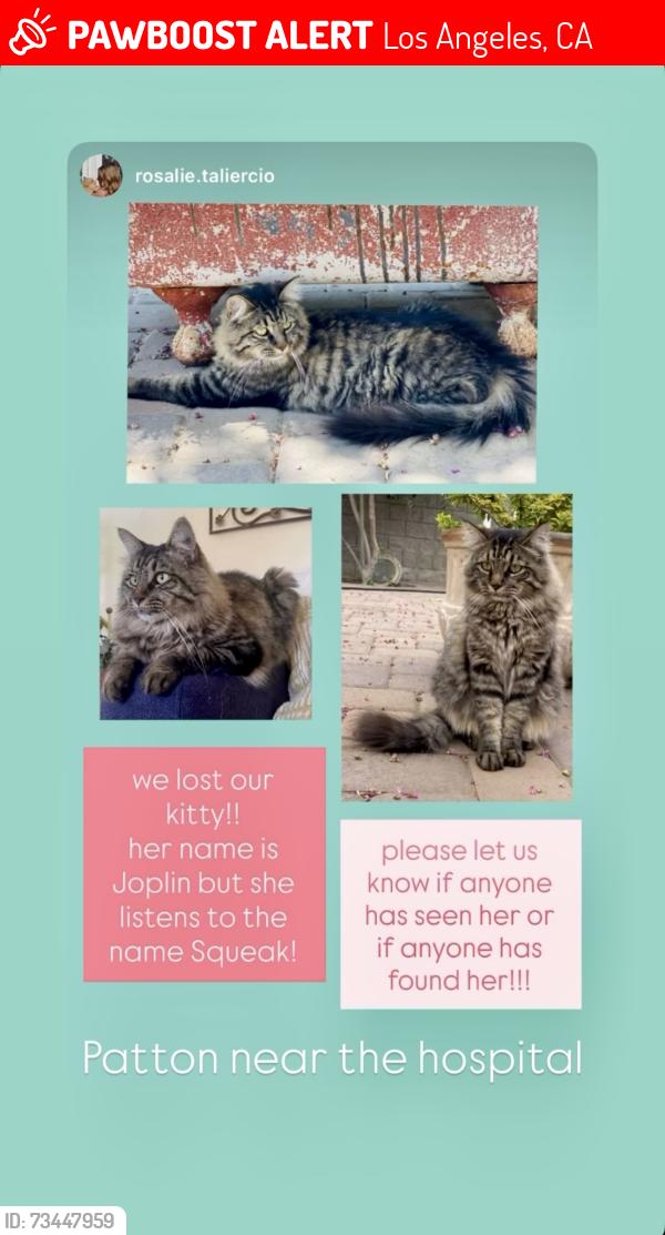 Lost Female Cat last seen hosp, 7th, 8th, walker, Averill, Los Angeles, CA 90731