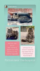 Lost Female Cat last seen hosp, 7th, 8th, walker, Averill, Los Angeles, CA 90731