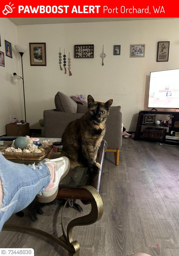 Lost Female Cat last seen Viewmont east apmts, Port Orchard, WA 98366