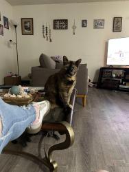 Lost Female Cat last seen Viewmont east apmts, Port Orchard, WA 98366