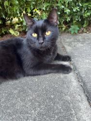Found/Stray Unknown Cat last seen Valleywater st, Fuquay-Varina, NC 27526