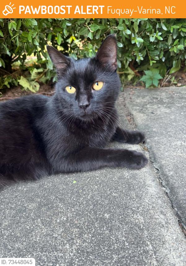 Found/Stray Unknown Cat last seen Valleywater st, Fuquay-Varina, NC 27526