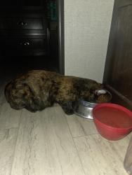 Reunited Female Cat last seen Near forest preserve west, Winfield, IL 60190