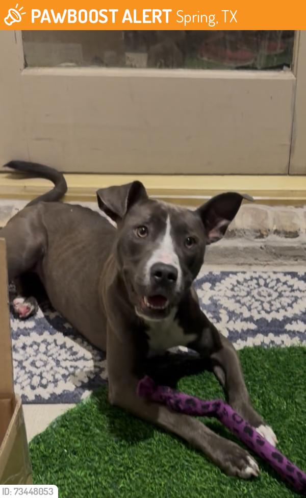 Found/Stray Female Dog last seen Bike trails, Spring, TX 77387