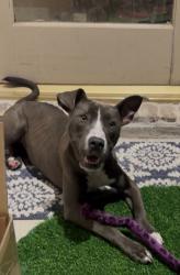 Found/Stray Female Dog last seen Bike trails, Spring, TX 77387