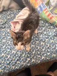 Lost Male Cat last seen Near and peoria right by the tracks, Peoria, AZ 85345