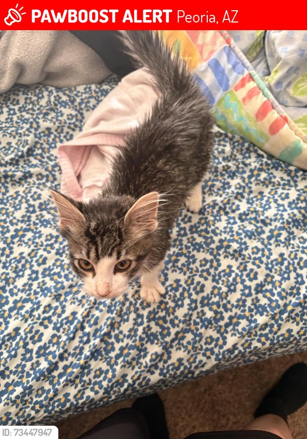 Lost Male Cat last seen Near and peoria right by the tracks, Peoria, AZ 85345