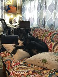 Reunited Male Dog last seen Morley field, Upas and Texas, San Diego, CA 92104
