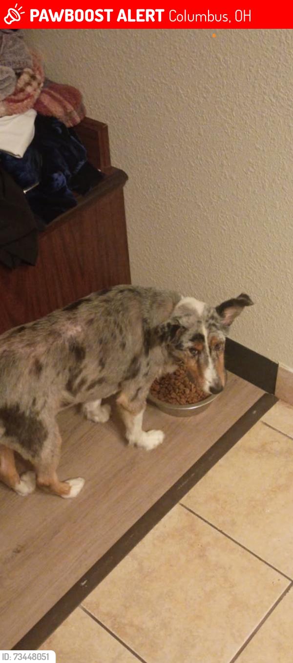 Lost Male Dog last seen S harris, Columbus, OH 43204