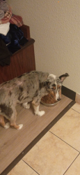 Lost Male Dog last seen S harris, Columbus, OH 43204