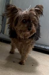 Shelter Stray Male Dog last seen International and 22nd, Oakland, CA, 1101 29th Ave, Oakland, CA 94601, USA