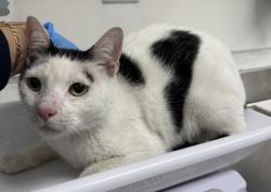 Shelter Stray Male Cat last seen Motel 6 on MacArthur, Oakland, NY, 1101 29th Ave, Oakland, CA 94601, USA