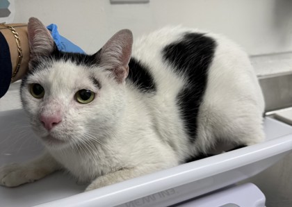 Shelter Stray Male Cat last seen Motel 6 on MacArthur, Oakland, NY, 1101 29th Ave, Oakland, CA 94601, USA