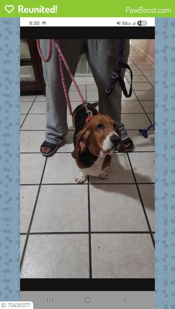 Reunited Female Dog last seen upper tampa bay trail, Tampa, FL 33635