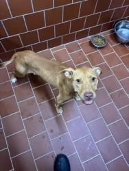Shelter Stray Female Dog last seen Near blk Dorsey, FOREST HILL, TX, 3961 Bluebell Dr, Everman, TX 76140, USA