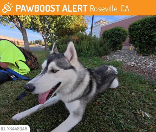 Found/Stray Male Dog last seen Roseville rd and antelope td, Roseville, CA 95747