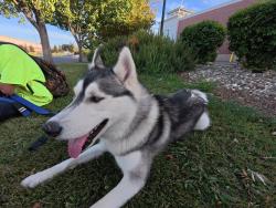 Found/Stray Male Dog last seen Roseville rd and antelope td, Roseville, CA 95747