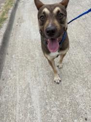 Shelter Stray Male Dog last seen Near Shallow Bend Dr, Desoto, TX, 1150 E Pleasant Run Rd, Cedar Hill, TX 75104, USA