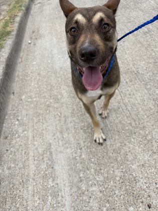 Shelter Stray Male Dog last seen Near Shallow Bend Dr, Desoto, TX, 1150 E Pleasant Run Rd, Cedar Hill, TX 75104, USA