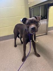Shelter Stray Male Dog last seen Near N Fourth, Longview, City of, TX, 303 H G Mosley Pkwy, Longview, TX 75604, USA