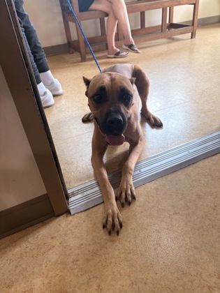 Shelter Stray Female Dog last seen Monique Ct, Cedar Hill, TX, 1150 E Pleasant Run Rd, Cedar Hill, TX 75104, USA